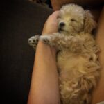 Raai Laxmi Instagram – Who won’t fall in love with this lil one ?😍😍😍 awwwww #muffin 💕🐶