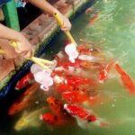 Raai Laxmi Instagram – Feeding milk to fishes 😳I m seeing this for the first time 👀 so cute 😍😍😍 #shoot #starchallenge #flowersTV #malayalam 👍👍👍