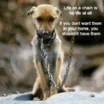 Raai Laxmi Instagram – Exactly ! #petlover  I can’t see them tied 😐