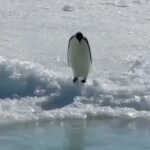 Radhika Apte Instagram - ❤️ Posted @withregram • @fathomlesslife Video via @natures #penguin #penguins #antarctica #snow #animals #animal #wildlife #earth #planetearth #nature #natures