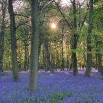 Radhika Apte Instagram – Every day is an #earthday #nofilter #bluebells #lockdown #blossom #neighbourhoodbelike #everydaywalk #gratefulheart