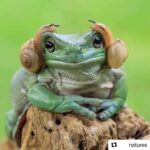 Radhika Apte Instagram - I do think we look like some animal and on some days I do feel I look like this one here 😬🙃🤭 #Repost @natures with @get_repost ・・・ Caption this!👇🐸 One of the best pictures I’ve ever seen🤣 Follow @natures for more!⠀ 📸 by @yensen_tan