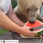 Radhika Apte Instagram - 🍉🐻for the one who loves watermelons