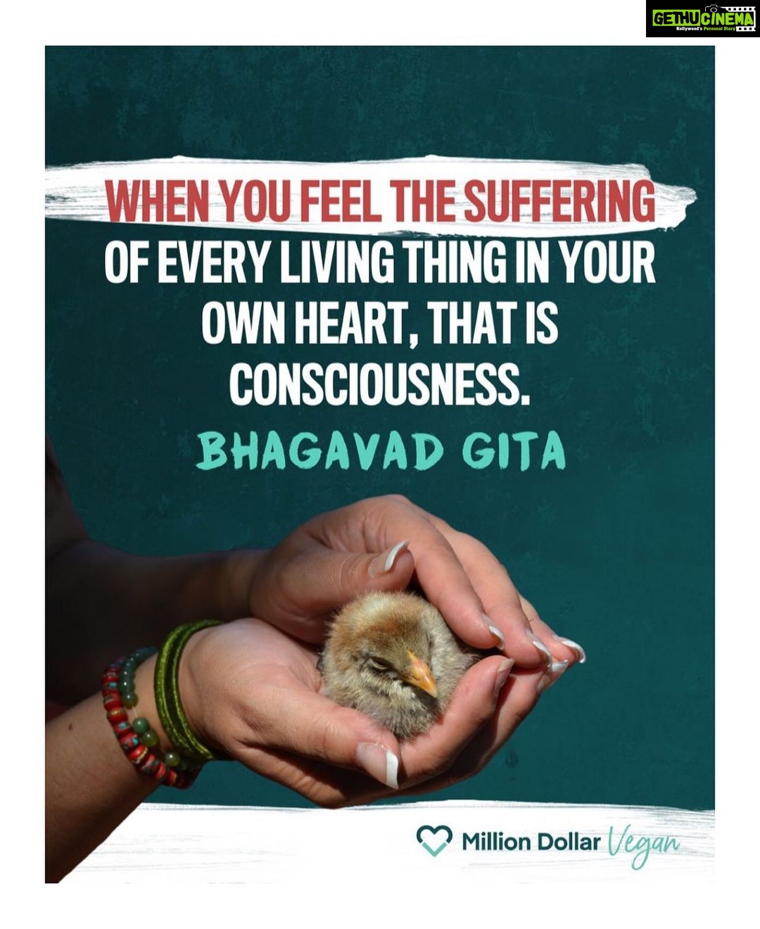 Rakul Preet Singh Instagram - Be kind <3 ❤️ Via @milliondollarvegan_india