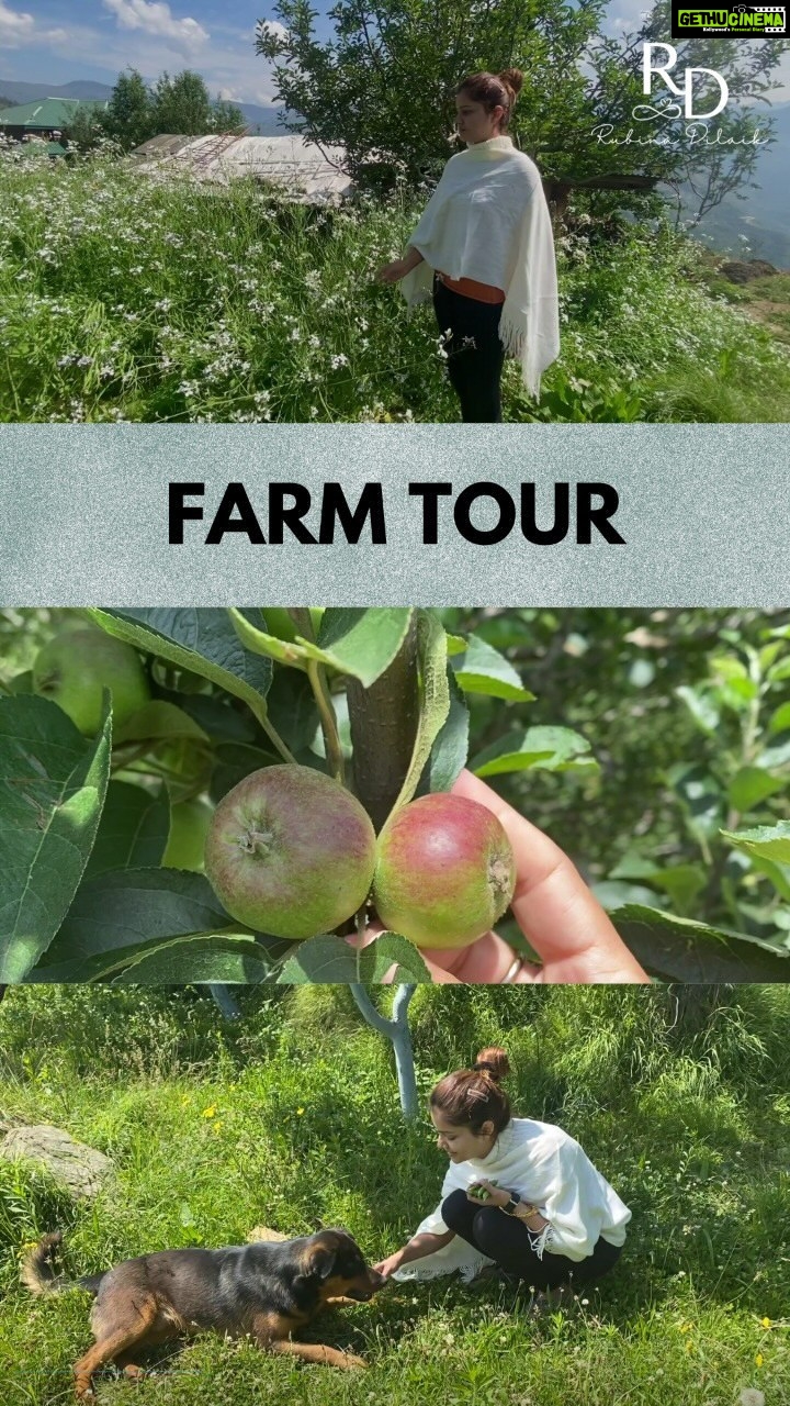 Rubina Dilaik Instagram - The earth is what we all have in common and we should all try our best to save it, cherish it. On #WorldEnvironmentDay I wanted to take you all on a tour of our farm. When I come here, all my troubles seem to go away, I am filled with renewed #positivity and I feel at one with nature! #environment #farm #farmtour #PoP #PowerofPositivity #greenearth