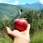 Rubina Dilaik Instagram - Our farm is beaming with these Ruby Red Jewels .... checkout My #youtube channel Now🍎😁
