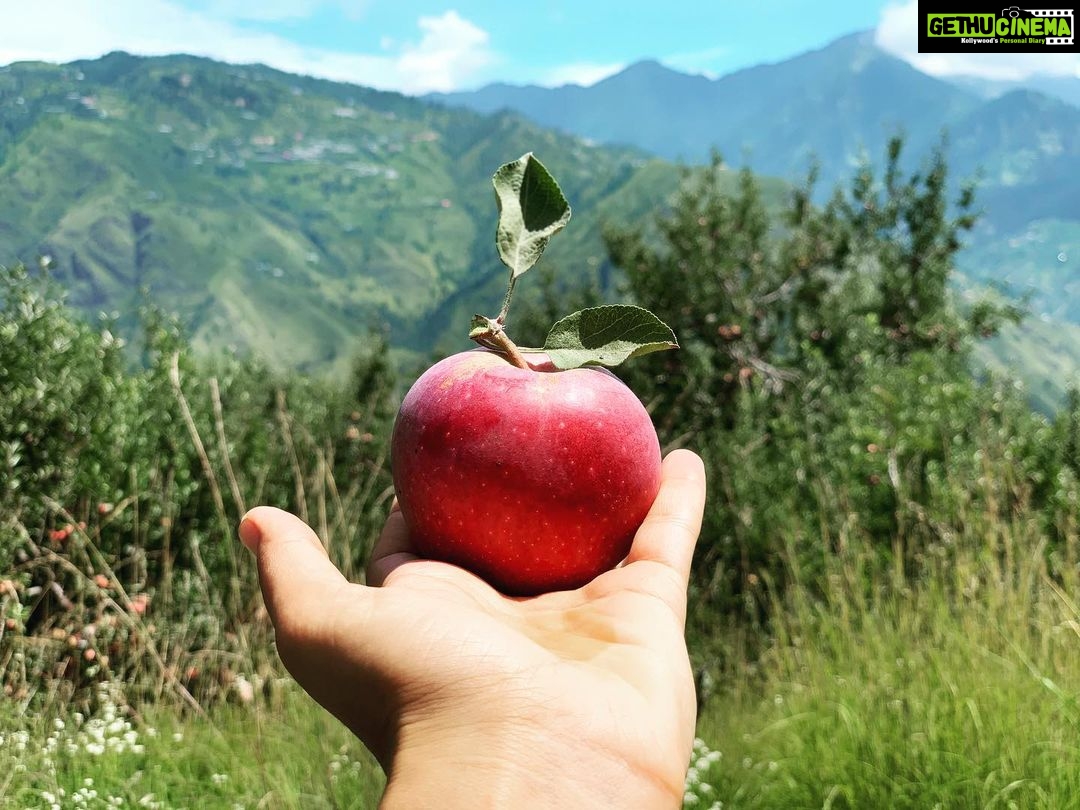 Rubina Dilaik Instagram - Our farm is beaming with these Ruby Red Jewels .... checkout My #youtube channel Now🍎😁