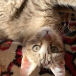 Rubina Dilaik Instagram - What did Meow 😸 say? : “Let me teach u being head over heels, hoooman...... “