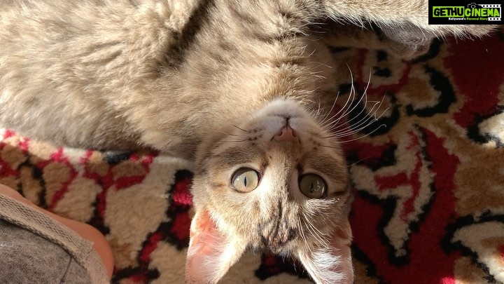 Rubina Dilaik Instagram - What did Meow 😸 say? : “Let me teach u being head over heels, hoooman...... “