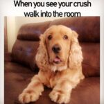 Rukshar Dhillon Instagram - Love-struck😍 #mychampstar #hebethecutie #dogsofinstagram #cockerspaniel #dogmemes #memesdaily