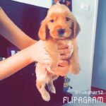 Rukshar Dhillon Instagram – Your bark is my morning alarm and my ‘welcome home’ greeting. The wagging of your tail is my comfort and my stress buster. The way you cuddle beside me is all the love I ever need. You drive me crazy most of the times but i still love you the most!! So happy 1st birthday my Champ boy! 
Thank you for being a part of the family😘🐶❤️
#champs1stbday#itsmypetsbday#cockerspaniel#buddyforlife#myworld#family#petsofinstagram#dogsofinstagram#doglover#woof#dogsofinstaworld#insta_dog#dogslovers