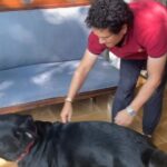 Sachin Tendulkar Instagram - Perfect paw-tner 🐾 for the weekend! #dogsofinstagram #doglovers