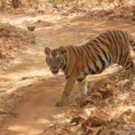 Sachin Tendulkar Instagram - Always a treat to witness these magnificent big cats 🐅 in the wild! We have to do all that it takes to protect them as the existence of our jungles depends on them. 📸 Courtesy: @sudester #InternationalTigerDay #throwback #tbt #tiger #wild #wildlifephotography #wildlife Tadoba-Andhari Tiger Reserve