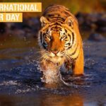 Sachin Tendulkar Instagram - The tiger is our national pride, let's all come together to #saveourtigers from becoming extinct. #internationaltigerday