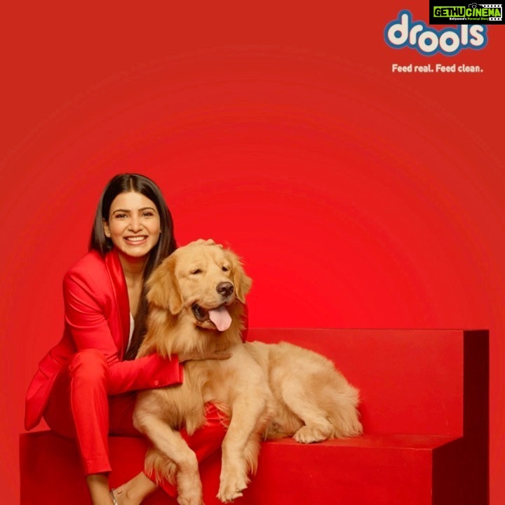 Samantha Instagram - Feed Local, Be Vocal @Droolsindia When you are looking for nutritious food for your pet, pick India’s most trusted pet food brand @droolsindia I urge all pet parents to do their bit at this time of uncertainty. Feed Real.Feed Clean. . . . #DroolsIndia #VocalForLocal #VocalForLocalIndia #FeedRealFeedClean #PetFood #MadeInIndiaSince2009 #ShopLocally #LocalToGoGlobal #PetParents #Pawrenting #petfoodindia