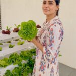 Samantha Instagram – I finally found something I am passionate about that is  not part of my job💚 .. I was starting to get tired of answering people when they asked me ‘What is your hobby?’ …Me -‘Acting’ … Them – ‘But that’s your job. What is your hobby ?’…. Me – ‘🤦‍♀️’ … @urbankisaan my butterhead lettuce is better than yours 😁🤩🤓💚 .. Thankyou guys