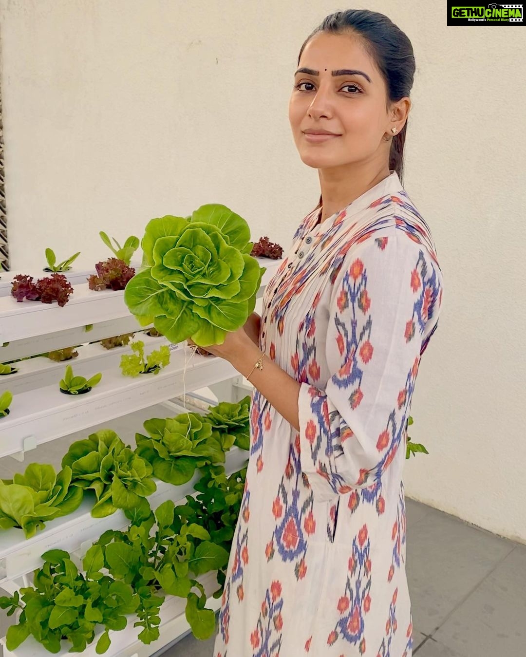 Samantha Instagram - I finally found something I am passionate about that is not part of my job💚 .. I was starting to get tired of answering people when they asked me ‘What is your hobby?' ...Me -'Acting’ ... Them - 'But that’s your job. What is your hobby ?’.... Me - '🤦♀️’ ... @urbankisaan my butterhead lettuce is better than yours 😁🤩🤓💚 .. Thankyou guys