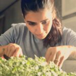 Samantha Instagram - My first harvest of cabbage microgreens 💚.. For those of you interested in growing your own ... all you need is a tray , cocopeat , seeds and a cool room (I used my bedroom ) that has a window that lets sunlight partially in .. if the tray isn’t getting much sunlight , a bed side lamp can be placed near it .. 😊😊 Step 1: fill the tray with cocopeat ... leave room at the top Step 2: sprinkle the seeds Step 3: spray water generously till the cocopeat is completely moist and cover the tray. Place the tray in the coolest area of your house next to a window .. if there is less sunlight you can use a bedside lamp (I did that ) . Leave it for 4 days .. (you can check on it everyday you ll see it sprout ) . On the 5th day remove the cover of the tray and spray water generously once everyday .. By day 8 your microgreens are ready to harvest upto day 14 💚... I got my seeds from @zeptogreens .. happy gardening 💚