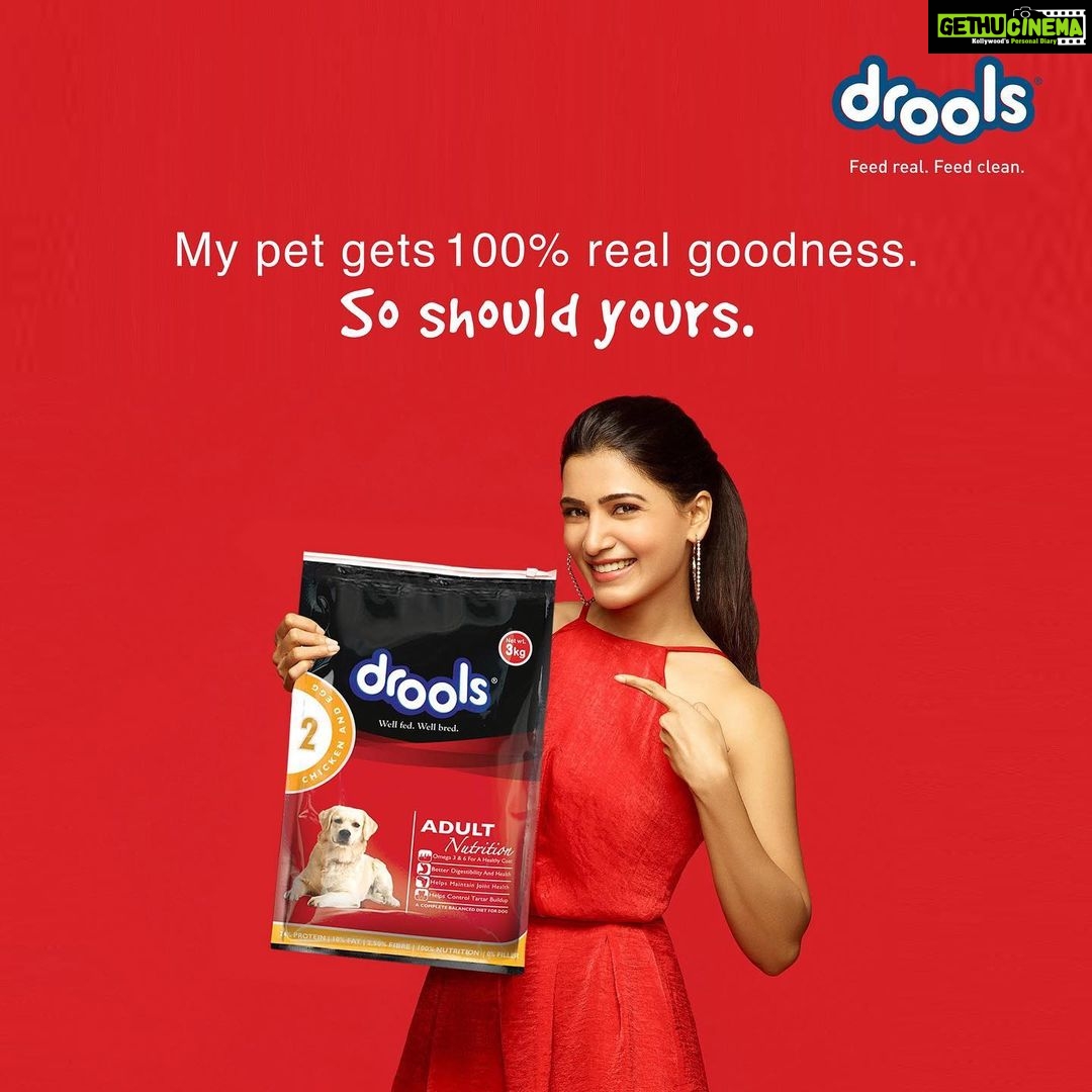 Samantha Instagram - @droolsIndia I am a big fan of @DroolsIndia and its 100% real ingredients which ensures 100% nutrition for my pet. My vet and I recommend the 100% goodness of Drools 😊❤️❤️#Drools #FeedRealFeedClean #DogFood #FoodForDogs #DogNutrition #cute #happy #instagood #beautiful #tbt #fashion #me #photooftheday #instagood #RealChicken #healthydogfood #DogofInstagram #Dog #PetCare #Pets #PetsOfInstagram #food #Health #WhatsGoodForYourDog #HappyDog #DogLife #FurryFriends #RealNutrition #ad
