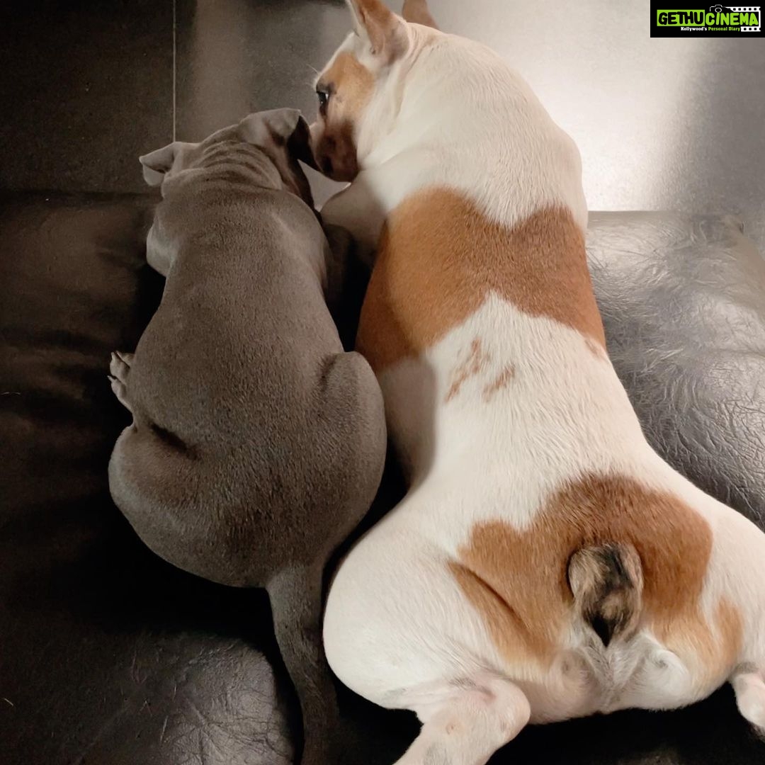 Samantha Instagram - Never thought I would see this so soon🥺🥰😭.. you teach me something new everyday my darling boy Hash .. from being possessive and antisocial with other dogs .. to this perfect big brother in no time 🥺😍You are my blessing ❤️ #chroniclesofbeingcute #HashAndSaasha