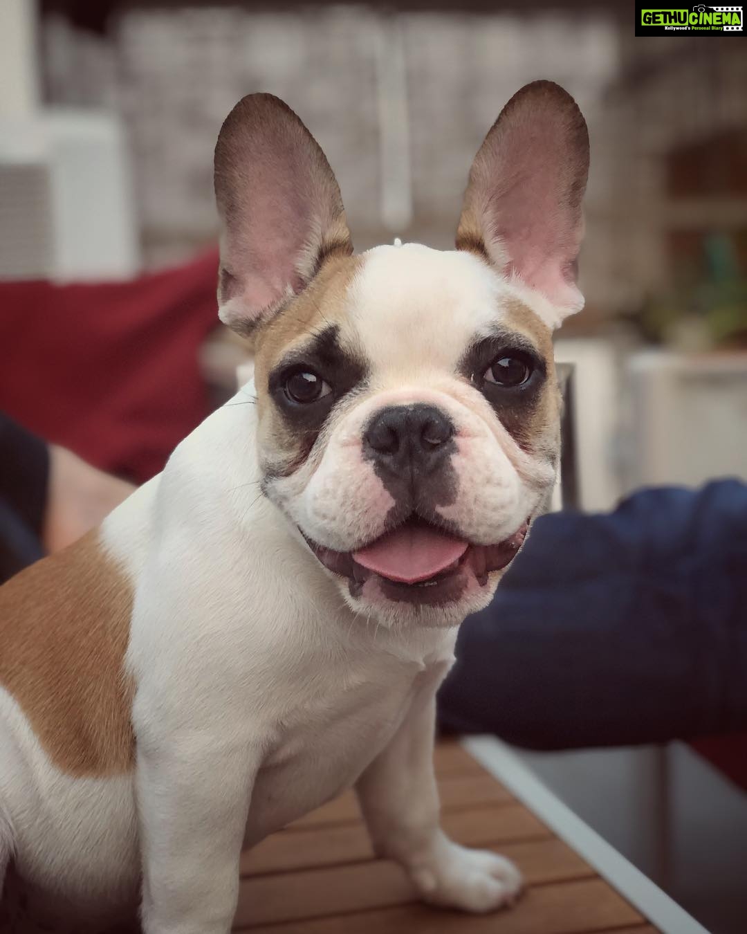 Samantha Instagram - If love had a face and four paws .. # .. #chroniclesofbeingcute