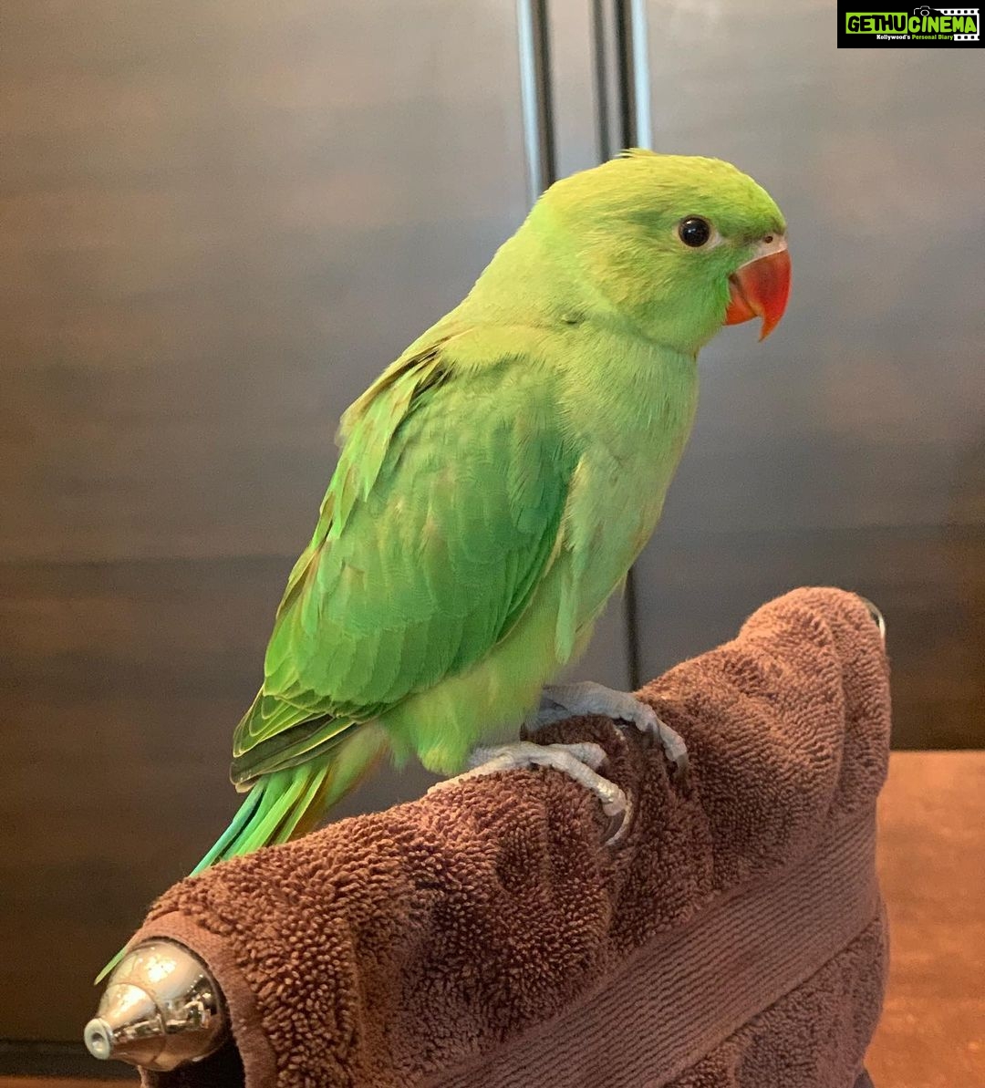 Shilpa Shetty Instagram - Isn’t she a beauty ! ♥️🧿For all those who loved #poppy , just want to say I’ve set her free.. She was ready to fly.. ( realised that when she nearly got attacked by my cat Simba 🤦🏻♀️) Was heartbreaking for me..for a strange reason grew attached so quickly.. but found solace when I saw her fly back to her family perched on the tree opposite my home. This was an inexplicable miracle of nature /soul trying to connect ...still trying to comprehend it.. but one I will treasure dearly. Now every time I see a parrot , I wish it’s Poppy , and comes and sits on my shoulder like she used to.😔. #setitfree #love #parrots #nature #gratitude #parrotsofinstagram #attachment