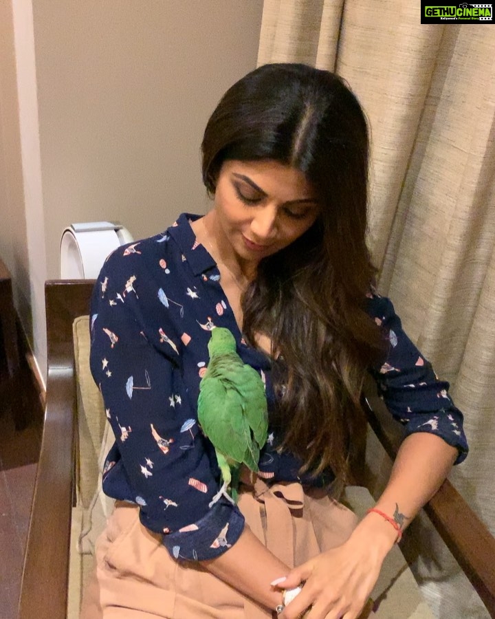 Shilpa Shetty Instagram - We found #poppy (name in transit 😅) in our home( dunno if it’s a male/female) was rescued by my staff on Friday night ,she must’ve fallen from her nest that’s on the almond tree in my garden ..she fluttered her wings but couldn’t fly fully..Feels like a soul I know who’s trying to communicate 😇She’s soo adorable ..Going to set her free as soon as she’s ready.. but had to share this video of how friendly this parrot is🦜😍♥️🧿 #birds #poppylove #sign #goodtidings #love #gratitude #parrotsofinstagram