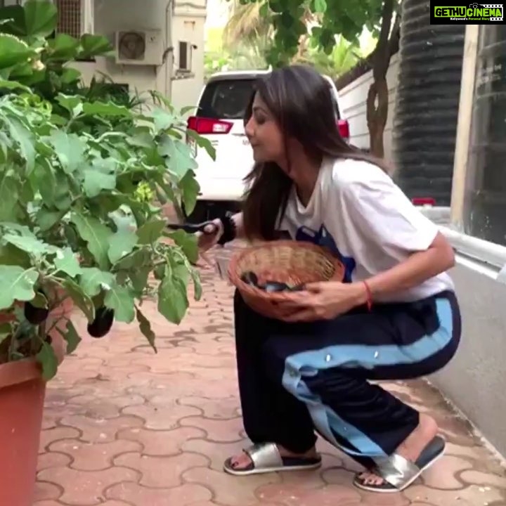 Shilpa Shetty Instagram - Where there is a Will there’s a Way... Still don’t have a farm but growing my organic, pesticide free veggies in pots. All the hard work is bearing (fruit)... vegetables in this case already 🥳🥳 To pluck fresh Brinjal, Fenugreek, Chillies, Basil... is an inexplicable joy. Enjoying this process sooo much. Farm (pot) to Fork is such a joy. Yaaaay! #homegrown #newbeginnings #happiness #pesticidefree #organic #farmtotable