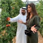 Shilpa Shetty Instagram - At our friend @sb_belhasa s home in Dubai and was soooo impressed with the effort he (and some people) are making in growing and eating organic, really making me want to do this even more..This is my DREAM, someday want to be able to grow my own on this scale.. they say dreams manifest if you wish it from the heart.. Will tell you instafam when mine manifests ♥️😇Right now happy to be growing tomatoes in 3 pots😝😅👹 .. even that is a joy .. Only gratitude ... #growyourown #organic #homegrown #pesticidefree #dubaidiaries #farmhousekitchen #fresh #farmtotable #youarewhatyoueat #inspire