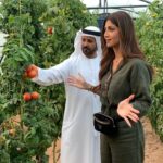 Shilpa Shetty Instagram – At our friend @sb_belhasa s home in Dubai and was soooo impressed with the effort he (and some people) are making in growing and eating organic, really making me want to do this even more..This is my DREAM, someday want to be able to grow my own on this scale.. they say dreams manifest if you wish it from the heart.. Will tell you instafam when mine manifests ♥️😇Right now happy to be growing tomatoes in 3 pots😝😅👹 .. even that is a joy .. Only gratitude …
#growyourown #organic #homegrown #pesticidefree #dubaidiaries #farmhousekitchen #fresh #farmtotable #youarewhatyoueat #inspire