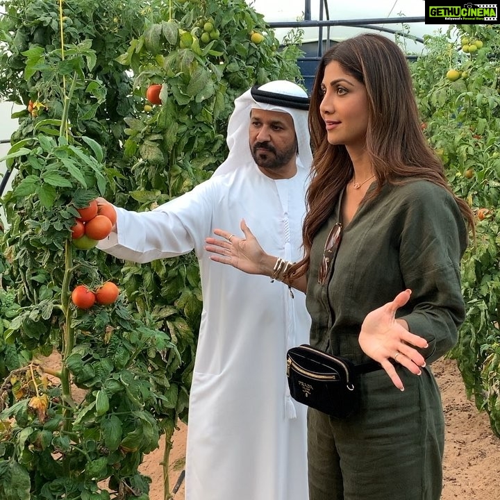 Shilpa Shetty Instagram - At our friend @sb_belhasa s home in Dubai and was soooo impressed with the effort he (and some people) are making in growing and eating organic, really making me want to do this even more..This is my DREAM, someday want to be able to grow my own on this scale.. they say dreams manifest if you wish it from the heart.. Will tell you instafam when mine manifests ♥️😇Right now happy to be growing tomatoes in 3 pots😝😅👹 .. even that is a joy .. Only gratitude ... #growyourown #organic #homegrown #pesticidefree #dubaidiaries #farmhousekitchen #fresh #farmtotable #youarewhatyoueat #inspire