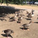 Shilpa Shetty Instagram - My son loves feeding the ducks at #waltononthames , so we always carry bread..love the part where he s trying to be brave when they chase him for more and then runs for dear life 😅😂😂🤣🤣#ducklove #londondiaries #hilarious #instagood ##memories #familytime