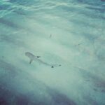 Shilpa Shetty Instagram - And guess what we found whilst walking on the beach ,a baby shark and my baby got very excited!! #babyjaws😅😱😬😬😬#discovering #instagood #blue #surprise #maldives #excited #swimmingwiththesharks #blacktipreefshark Kanuhura Maldives
