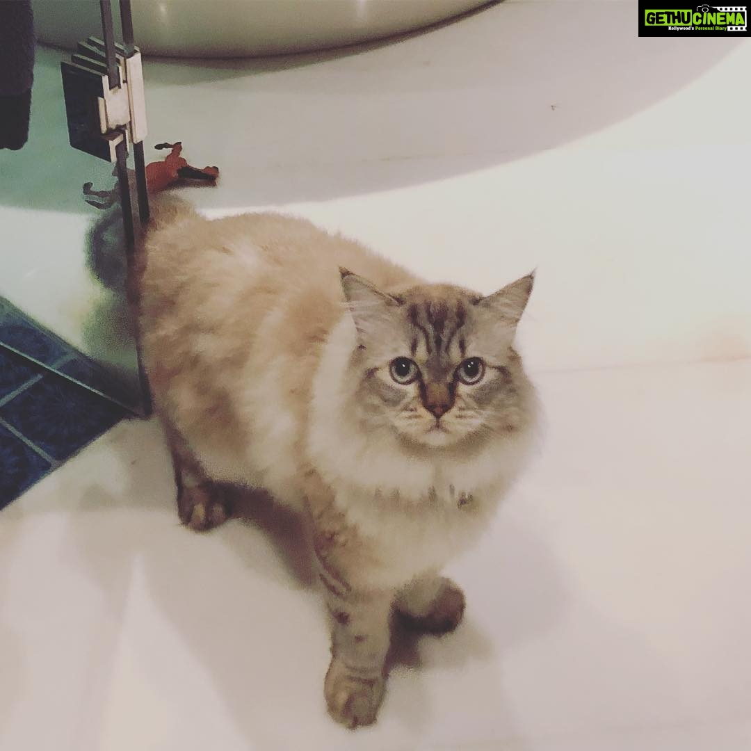 Shilpa Shetty Instagram - And there is a GOD! π¬π¬π¬π¬just landed in Delhi and got news ,our SIMBAAAAA is back home( after 2days)π¬π¬ Thankyouuuu soooo much Instafam for the concern , love ,help, support and prayers. Now I can breathe a sigh of relief and say for sure that faith works and NEVER GIVE UP... Yaaaaaayyyyyyy, My heart is filled with Gratitudeπ Had to share the good news with you allπππππππΊπΊπΊπ»π»π» #Happy # Simba #found #love #overjoyed #gratitude #goodnews