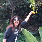 Shilpa Shetty Instagram - ... and my obsession for oranges continues😅🤣#fruitsofdesire #beirutdiaries #happiness #crazyme #fruitplucking