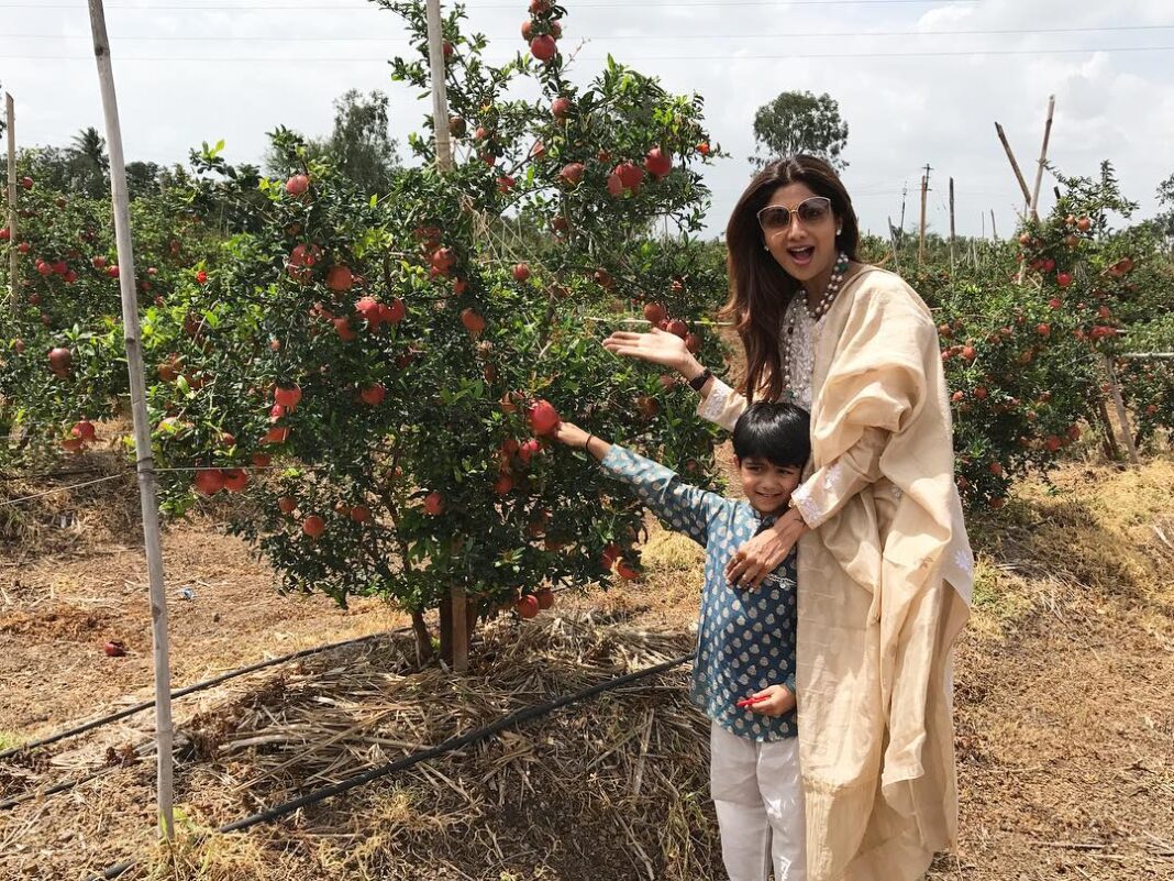 Shilpa Shetty Instagram - Guess what I found on our way to Shingnapur..A Pomegranate field laden with fruit.. so beautiful and colourful 😬#pomegranate #Organic #wishicouldgrowmyown