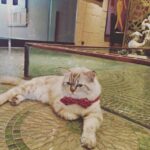 Shilpa Shetty Instagram - Sit down dinner tonight!😹My sons idea to dress him up and Simbas not amused🙄🙈#catsofinstagram #catlover #petlove #bowtie