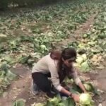 Shilpa Shetty Instagram - Vegetable shopping at the farm with my son yesterday, chose my cauliflower, cabbage, beets, sugar snap peas, beans..organic and fresh.#Nongmo #organic #swastrahomastraho #health #TheArtOfLovingFood