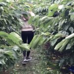 Shilpa Shetty Instagram - Cherry picking at the farm today.. Got all my fruit ( for the family not me, lovvve fruit can't wait for Monday ) and veggies ( all organic and fresh) Enjoyed the process.Sooo much fun 😬 #farmfresh #noaddedsugar #detox #organic #cherries #swasthrahomastraho