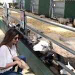 Shilpa Shetty Instagram – What a fun day at Bockets Farm 😬Fed these sheep, stroked animals,went on a horseride, went GoKarting nd on slides and ate organic food😬This is the life !😇😁😬#londondiaries #familyfun #bocketsfarm #sontime