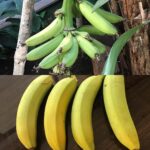 Shilpa Shetty Instagram – The sweet Fruits of Patience from our garden 😬Can’t tell u how tasty these bananas were😇😬#organic #sweet #gardenlove #growyourownfood