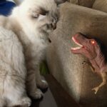 Shilpa Shetty Instagram - Simba (Our Persian cat) isn't amused one bit with T-Rex 🙄😝ha ha ha #catsofinstagram #catfight