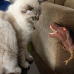 Shilpa Shetty Instagram – Simba (Our Persian cat) isn’t amused one bit with T-Rex 🙄😝ha ha ha #catsofinstagram #catfight