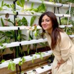 Shilpa Shetty Instagram – They say, ‘you are what you eat’. So, when I found a way to make my food cleaner thanks to @kissponics and @archanavijaya, I jumped at it.
Now, I have my own little Hydroponic farm in our backyard and we’ve managed to produce our own salad in 25 days.
For those of you who don’t know what Hydroponic Farming is, here’s something for you:
The science of soil-less gardening is called hydroponics. It basically involves growing healthy plants without the use of a traditional soil medium by using a nutrient like a mineral-rich water solution instead. A plant just needs select nutrients, some water, and sunlight to grow. And just like that we have bok choy, mint, lettuce, kale, basil, and so many more greens to devour. Very few things feel as wonderful as seeing your passion come to fruition.
If you have any thoughts or questions, please ‘lettuce’ know in the comments below😉
.
.
.
#HydroponicFarming #gardening #myowngarden #happiness #passion #eatclean #eathealthy #cleaneating #healthyeating