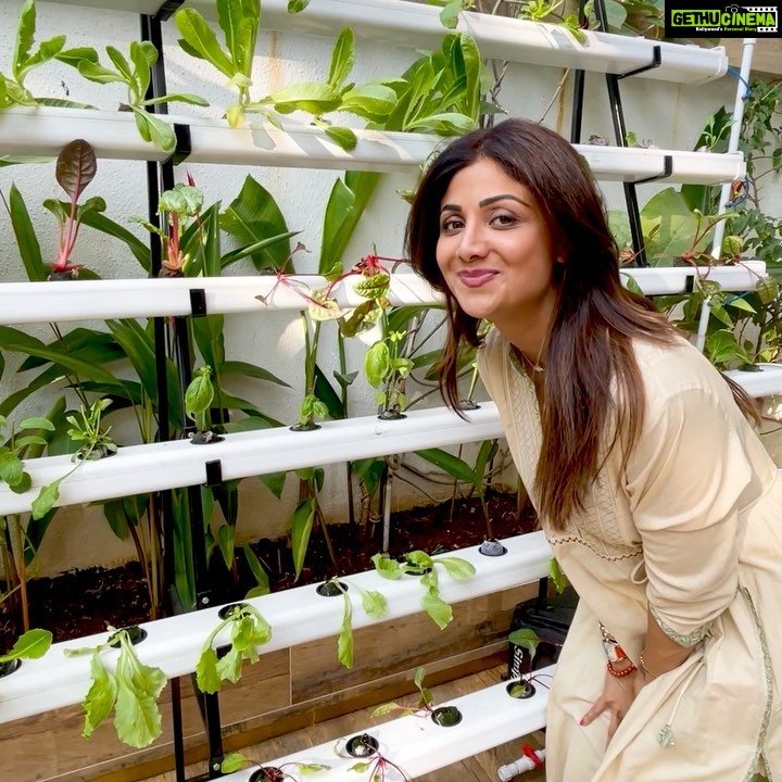 Shilpa Shetty Instagram - They say, ‘you are what you eat’. So, when I found a way to make my food cleaner thanks to @kissponics and @archanavijaya, I jumped at it. Now, I have my own little Hydroponic farm in our backyard and we’ve managed to produce our own salad in 25 days. For those of you who don’t know what Hydroponic Farming is, here’s something for you: The science of soil-less gardening is called hydroponics. It basically involves growing healthy plants without the use of a traditional soil medium by using a nutrient like a mineral-rich water solution instead. A plant just needs select nutrients, some water, and sunlight to grow. And just like that we have bok choy, mint, lettuce, kale, basil, and so many more greens to devour. Very few things feel as wonderful as seeing your passion come to fruition. If you have any thoughts or questions, please ‘lettuce’ know in the comments below😉 . . . #HydroponicFarming #gardening #myowngarden #happiness #passion #eatclean #eathealthy #cleaneating #healthyeating
