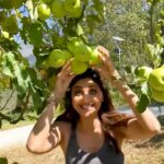 Shilpa Shetty Instagram - Apple Apple everywhere 🍏❤️ I know I get a lil cray and excited when I see fruits on a tree... and that too all over the place... felt like a child in a candy shop 😂😍 The trees were laden with such luscious fruits that I couldn’t resist plucking one off and eating it right there. ‘Seb’ the best for the end, they said. I agreed! 😂 @baragarh_resort_spa, had the best time!❤️ . . . . . #ManaliDiaries #Hungama2 #OnLocation #apples #nature #gratitude #blessed