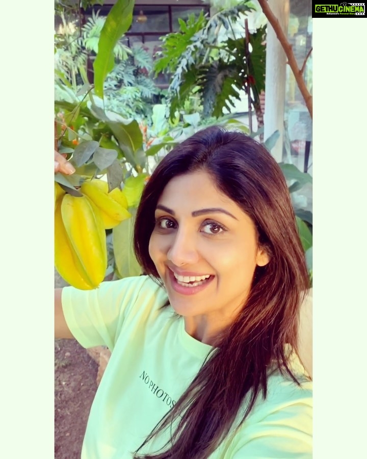 Shilpa Shetty Instagram - #Throwback to when we were plucking fruits from the star fruit tree in our garden barely a month ago. It’s truly a special feeling to know that what you are eating is ‘clean’ pesticide-free and grown with love. Today, I’m grateful for Mother Nature’s beautiful and bountiful ways... how she provides for us and makes sure we are taken care of. When we take care of her and even when we don’t sometimes 🙈 she’s always got our back, unconditionally. Look forward to the days when we’ll be free from the clutches of this pandemic enveloping us. Then, it’ll be our time to give back to nature... the respect she rightfully deserves hoping we have realised the value of Mother Nature. . . . . . #20DaysOfGratefulness #Day20 #stayhome #staysafe #stayindoors #gratitude #IndiaFightsCorona #MotherNature #throwbackthursday #tbt