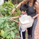 Shilpa Shetty Instagram - One of the greater joys of life is to see your efforts coming to fruition in this circle of life; whether it is about starting a new venture, seeing your child grow up or just the plants you nurture bearing vegetables and fruits for you to enjoy. Planted these seeds in pots a few months ago and was thrilled to see brinjals and chillies ready to be harvested 🍆🌶😍 As they say, what you sow, so you shall reap. Clean organic produce. Same with your thoughts actually, think clean and positive; and the fruits those thoughts manifest into will be beautiful. C’est la vie! Mother Nature never fails to amaze me. Today, I’m grateful for the fresh produce and for nature’s many blessings... Oh also, the Baingan Ka Bharta we had for lunch was delicious 😍 . . . . . #20DaysOfGratefulness #Day13 #stayhome #staysafe #stayindoors #gratitude #IndiaFightsCorona #MotherNature #throwback