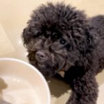Shilpa Shetty Instagram - Truffles’ sugar-free #SundayBinge🤪🐩 Smol pawfections are always the best! ♥️🐾♥️ . . . . . #furrybaby #doglove #puppiesofinstagram #happiness #EveryDogHasItsDay