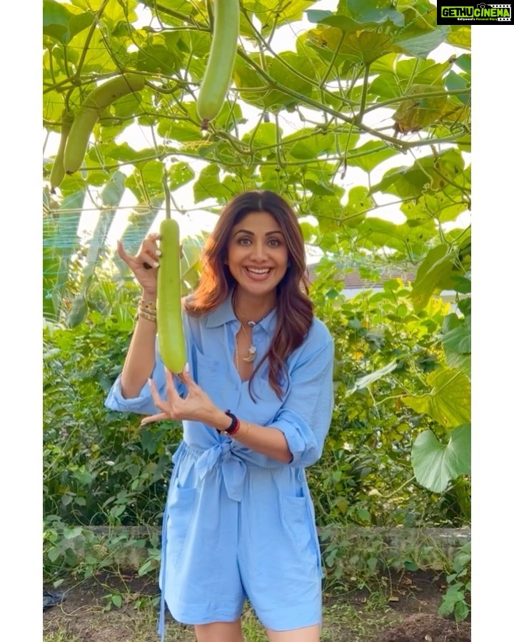 Shilpa Shetty Instagram - Nothing ‘low key’ about my love for ‘Lauki’ 😂❤️ . . . . . #farming #organic #veggies #cleaneating #healthylifestyle #SwasthRahoMastRaho #happiness